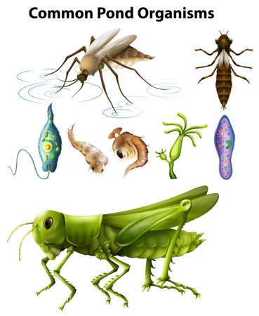 Different types of common pond organisms illustrationのイラスト素材