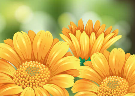 Yellow flowers in garden illustrationのイラスト素材