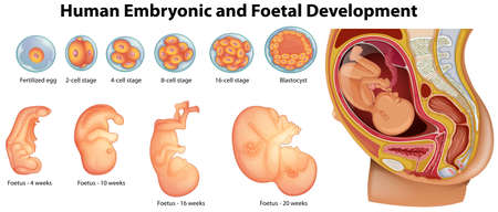 Diagram showing human embryonic and foetal development illustrationのイラスト素材