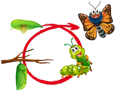 Life cycle of monarch butterfly illustrationのイラスト素材