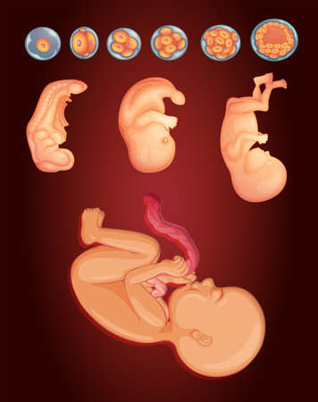 Diagram showing baby growing inside woman womb illustrationのイラスト素材