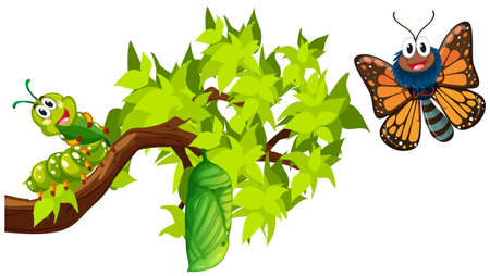 Life cycle of monarch butterfly illustrationのイラスト素材