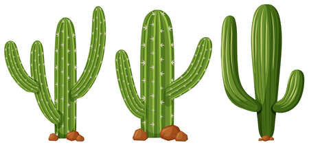 Different shapes of cactus illustrationのイラスト素材