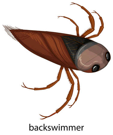 Backswimmer on white background illustrationのイラスト素材