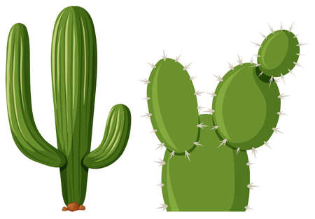Two types of cactus plant illustrationのイラスト素材