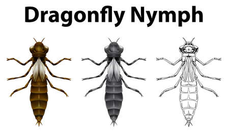 Dragonfly nymph in three different drawing styles illustrationのイラスト素材