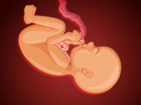 Baby inside mother womb illustrationのイラスト素材