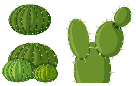 Three types of cactus plants illustrationのイラスト素材