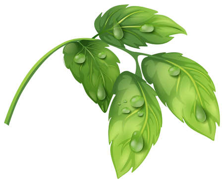 Green leaves with water dews illustrationのイラスト素材