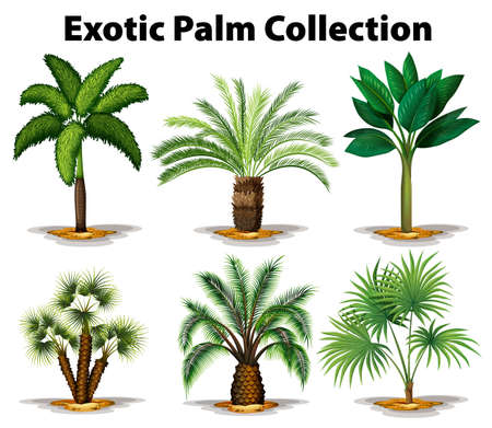 Different types of exotic palm trees illustrationのイラスト素材