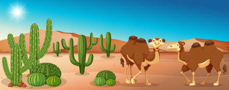 Two camels standing in desert field illustrationのイラスト素材