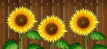 Sunflowers in front of wooden fence illustrationのイラスト素材