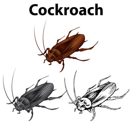 Drafting character for cockroach illustrationのイラスト素材