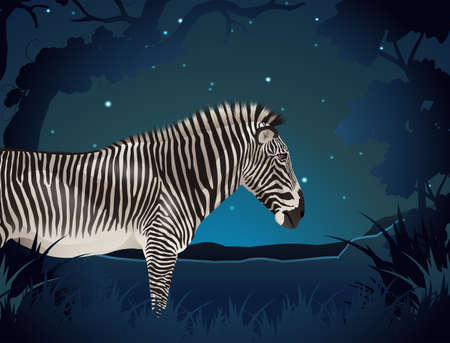 Zebra in the forest at night illustrationのイラスト素材
