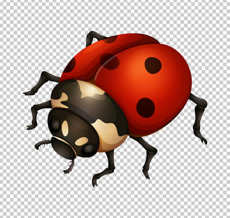 Ladybug in fine details illustrationのイラスト素材