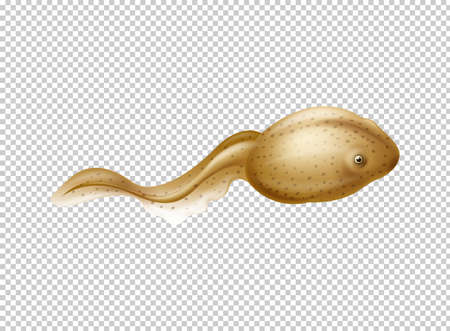 Brown tadpole on transparent background illustrationのイラスト素材