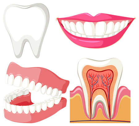 Diagram showing mouth and teeth illustration