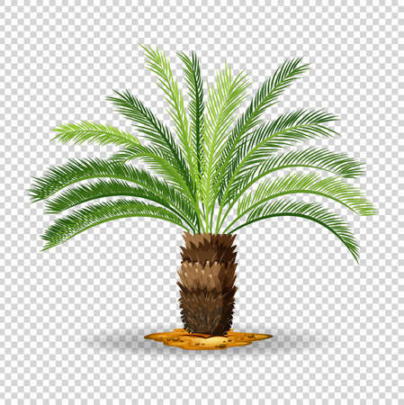 Type of palm tree on transparent background illustrationのイラスト素材