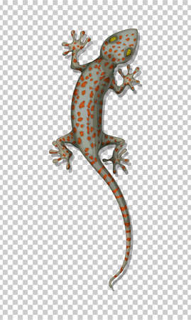 Lizard on the wall illustrationのイラスト素材