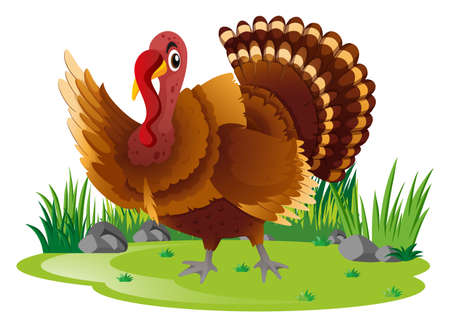 Wild turkey in garden illustrationのイラスト素材