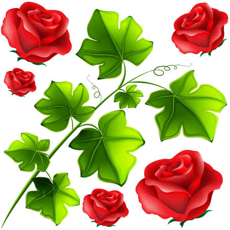 Green leaves and red roses illustrationのイラスト素材