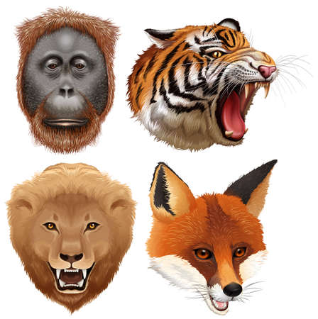 Four faces of wild animals illustrationのイラスト素材