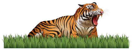 Wild tiger roars in the field illustrationのイラスト素材
