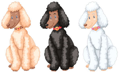 Three poodle dogs with different fur colors illustration.のイラスト素材
