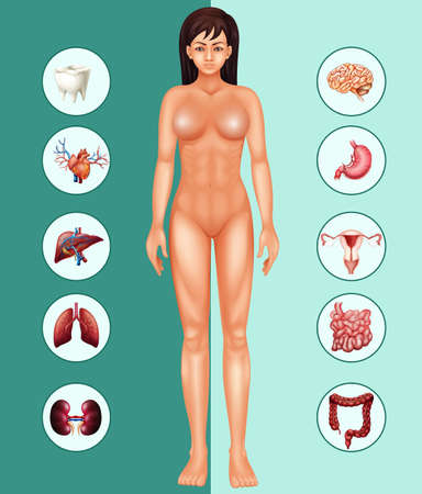 Woman and different organs illustrationのイラスト素材