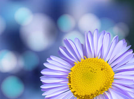 Purple Daisy on Blur Background illustrationのイラスト素材