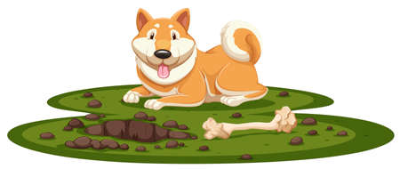 A Shiba Dog on White Background illustrationのイラスト素材