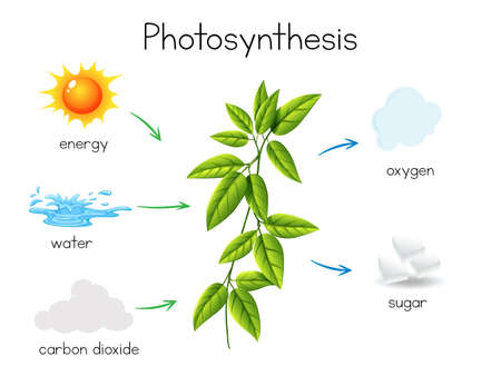 A Vector of Plant Photosynthesis illustrationのイラスト素材