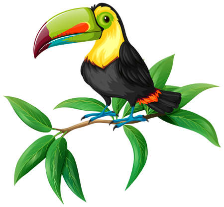 A Vector of Toucan on White Background illustrationのイラスト素材