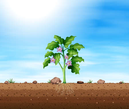 Plant with purple flower illustrationのイラスト素材