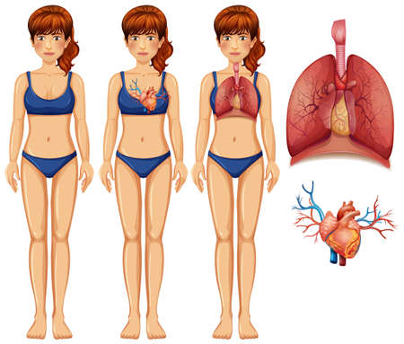 Human Anatomy of Lung and Heart illustrationのイラスト素材