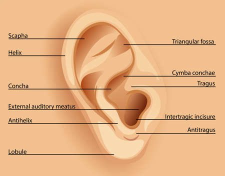 Diagram of the ear illustrationのイラスト素材