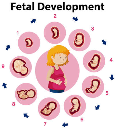 An Education Poster of Fetal Development illustrationのイラスト素材