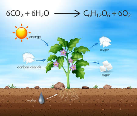 A Process of Tree Produce Oxygen illustrationのイラスト素材