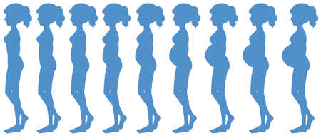 Nine Months of Pregnancy Progression illustrationのイラスト素材