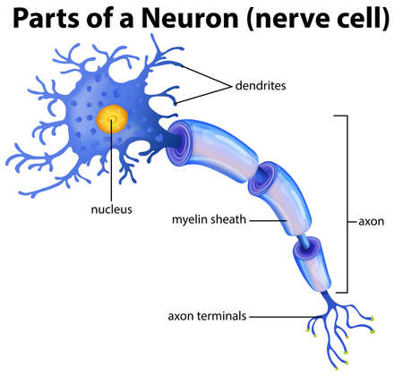 Part of a Neuron Diagram illustrationのイラスト素材