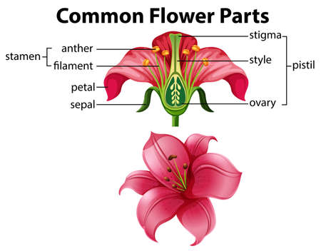 Science of Common Flower Parts illustrationのイラスト素材