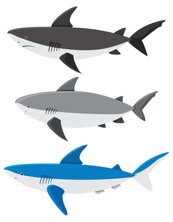 A Set of Sharks on White Background illustrationのイラスト素材