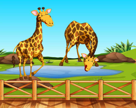 Two giraffes in a zoo illustrationのイラスト素材