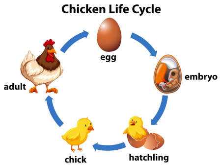 Science chicken life cycle. Vector illustrationのイラスト素材