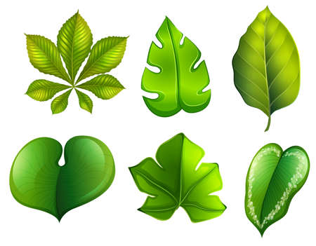 A se of different leaf illustrationのイラスト素材
