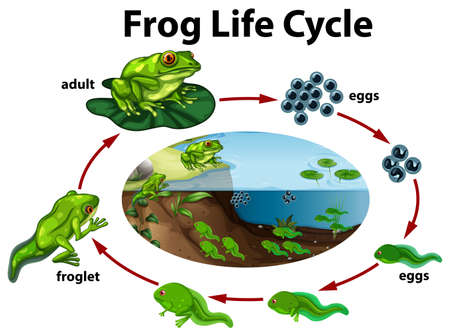 A frog life cycle. Vector illustrationのイラスト素材