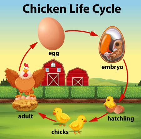 Science chicken life cycle illustrationのイラスト素材