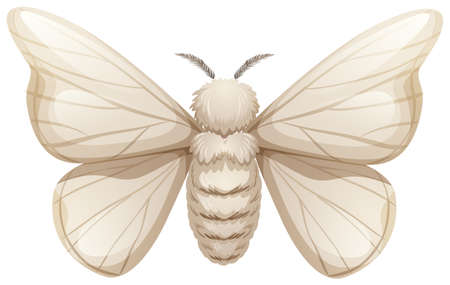Silkworm on white background illustrationのイラスト素材