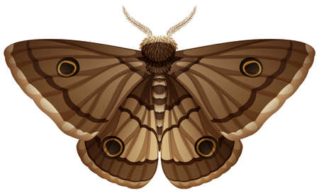 Moth closeup white background illustrationのイラスト素材