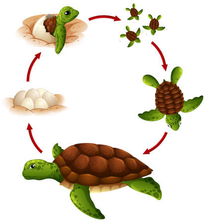 Life cycle of turtle illustrationのイラスト素材